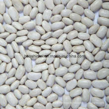 2015 Crop Medium White Beans
